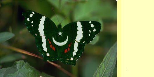 Pakistani Flags Wallpapers   Happy Independence Day   14th August 528x265