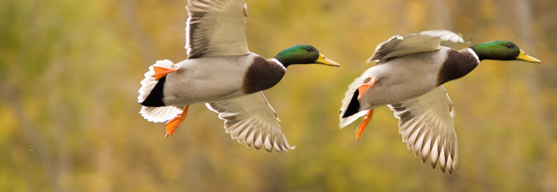 Duck Hunting Wallpaper Dogs Waterfowl Rules