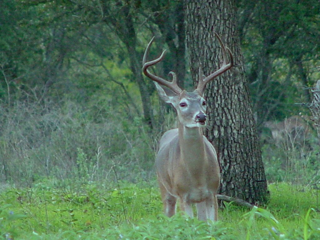 Whitetail Deer Wallpaper And Background