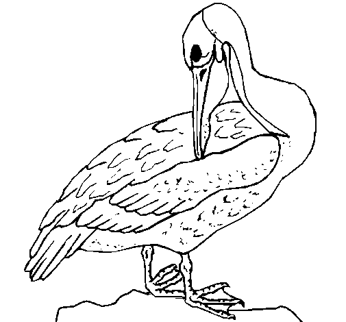 Pelican Coloring Coloringcrew