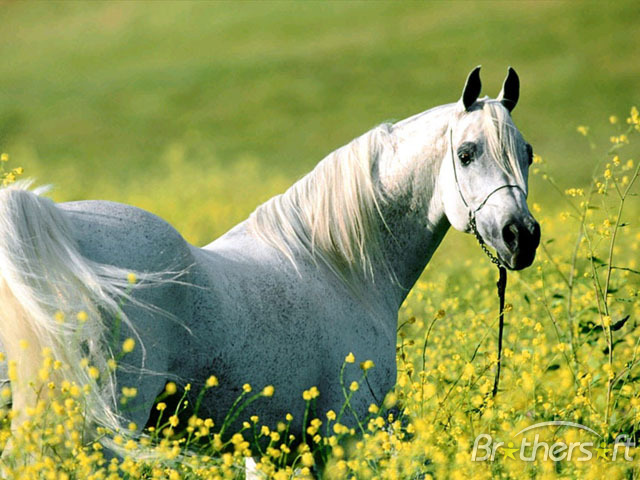 Horses Screensaver