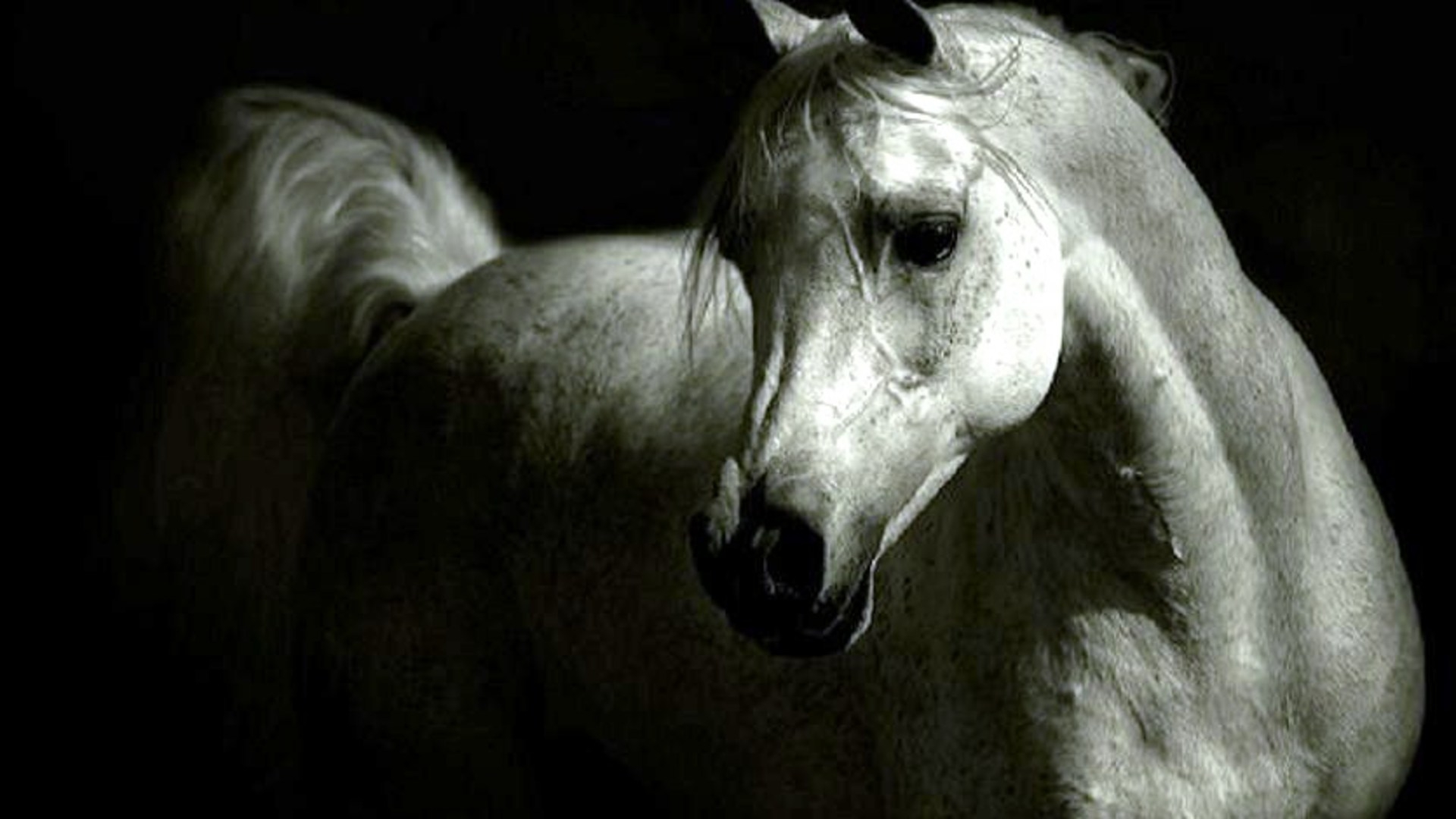 The Grey Arabian HD Wallpaper Horse