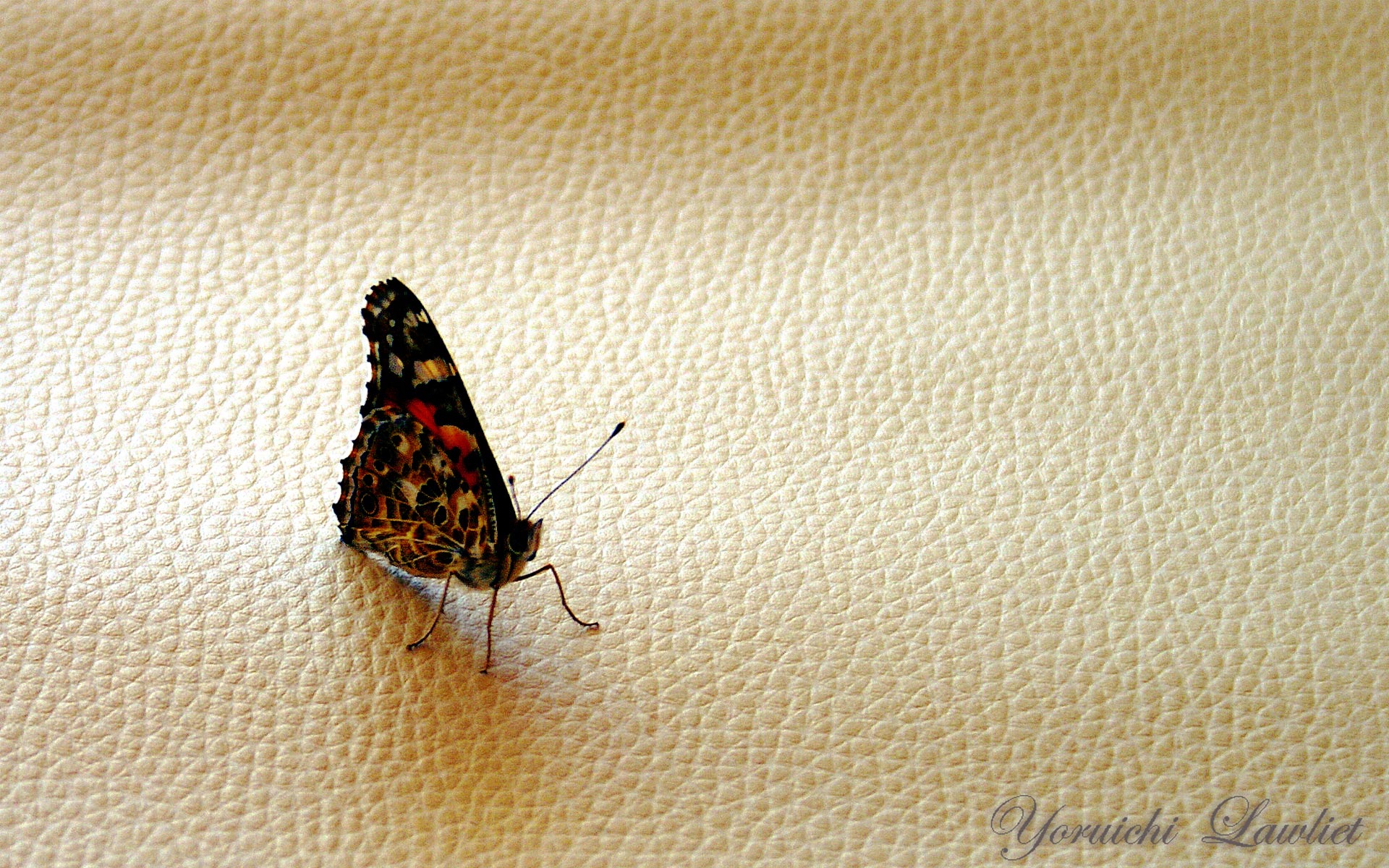 Wallpaper Butterfly On Textured Background