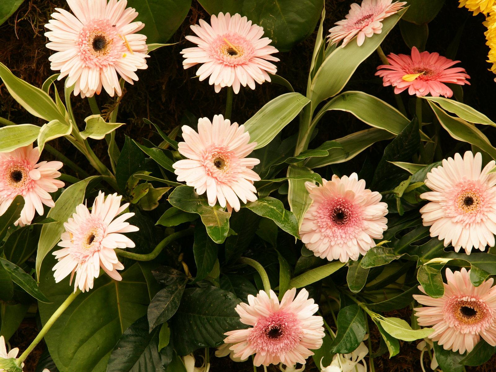 Tropical Flowers Desktop Wallpaper HD