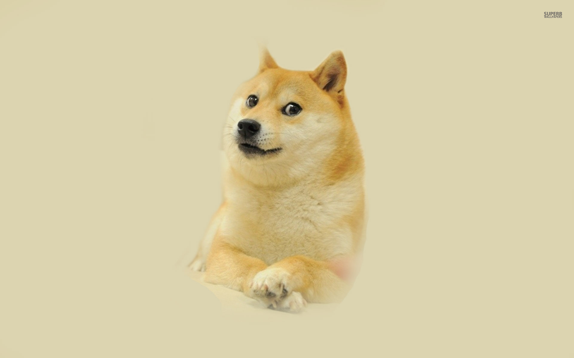 47+] Doge Meme Wallpaper - WallpaperSafari