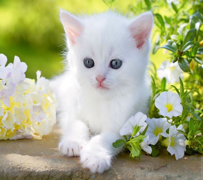Baby Kitty Blue Eyes White Cute Flower Animal Cat Wallpaper