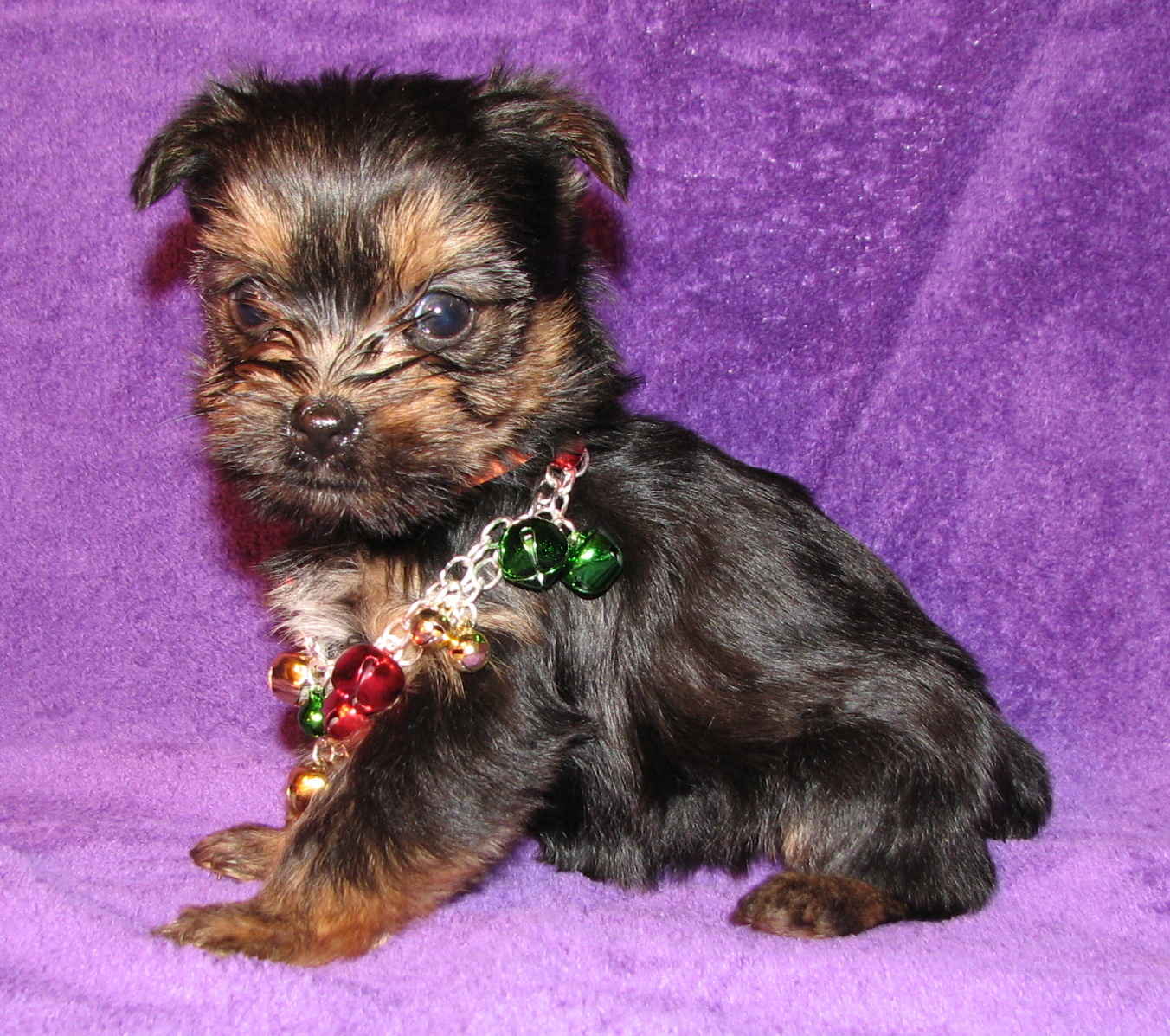 Yorkshire Terrier Dog With A Necklace Photo And Wallpaper Beautiful