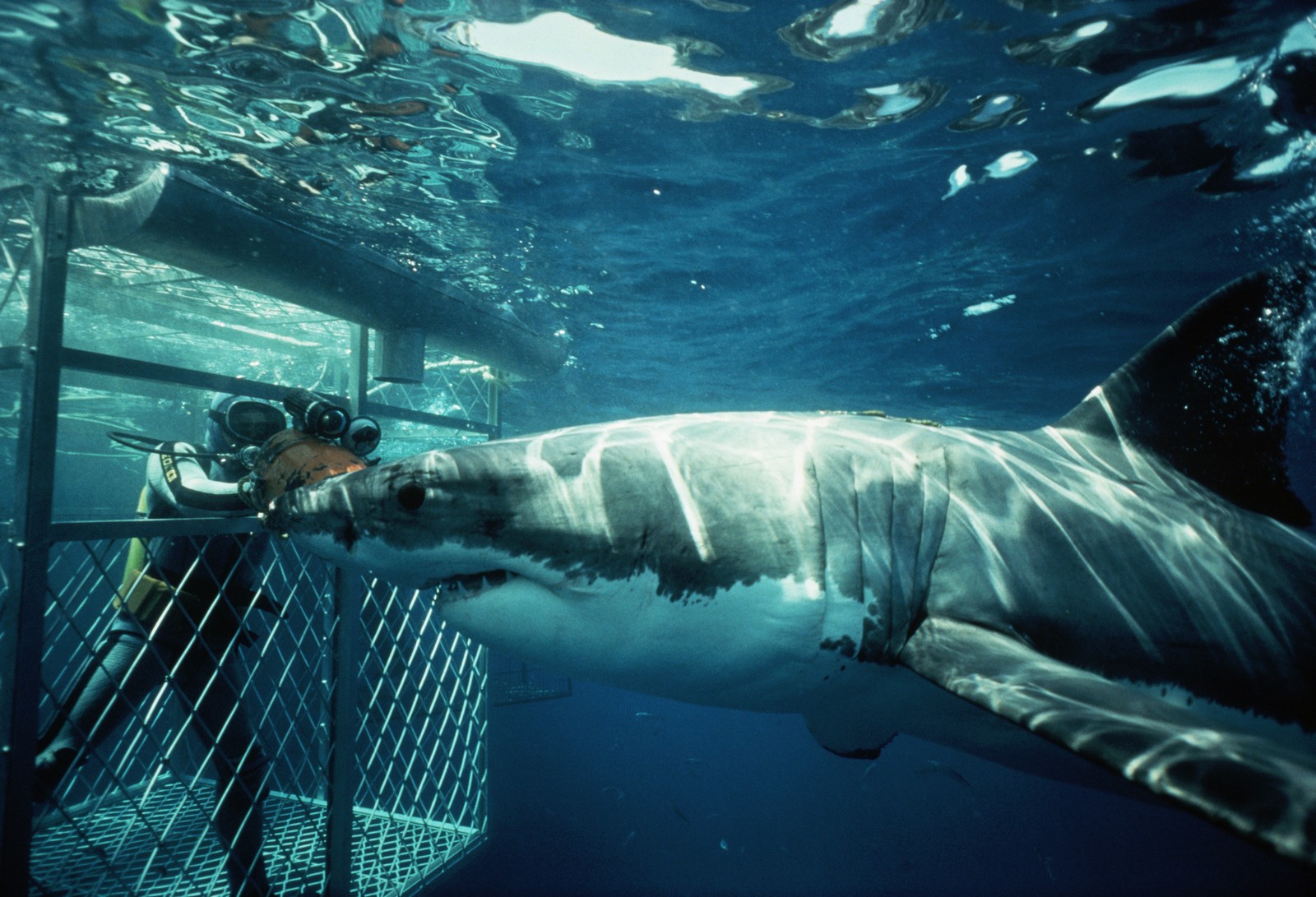 Killer Whale Vs Great White Shark Sharks And Whales