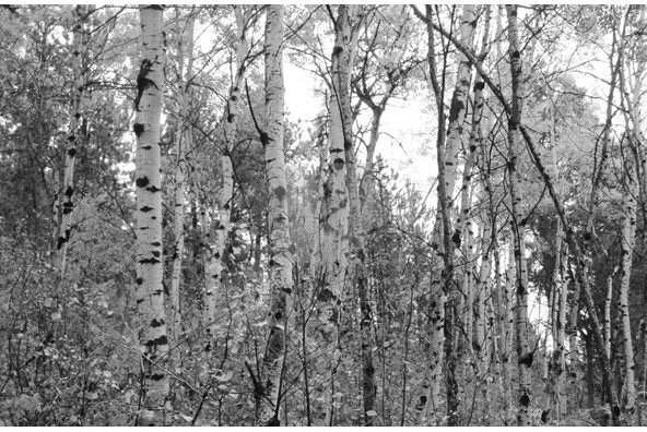 Birch Wallpaper Canada - WallpaperSafari