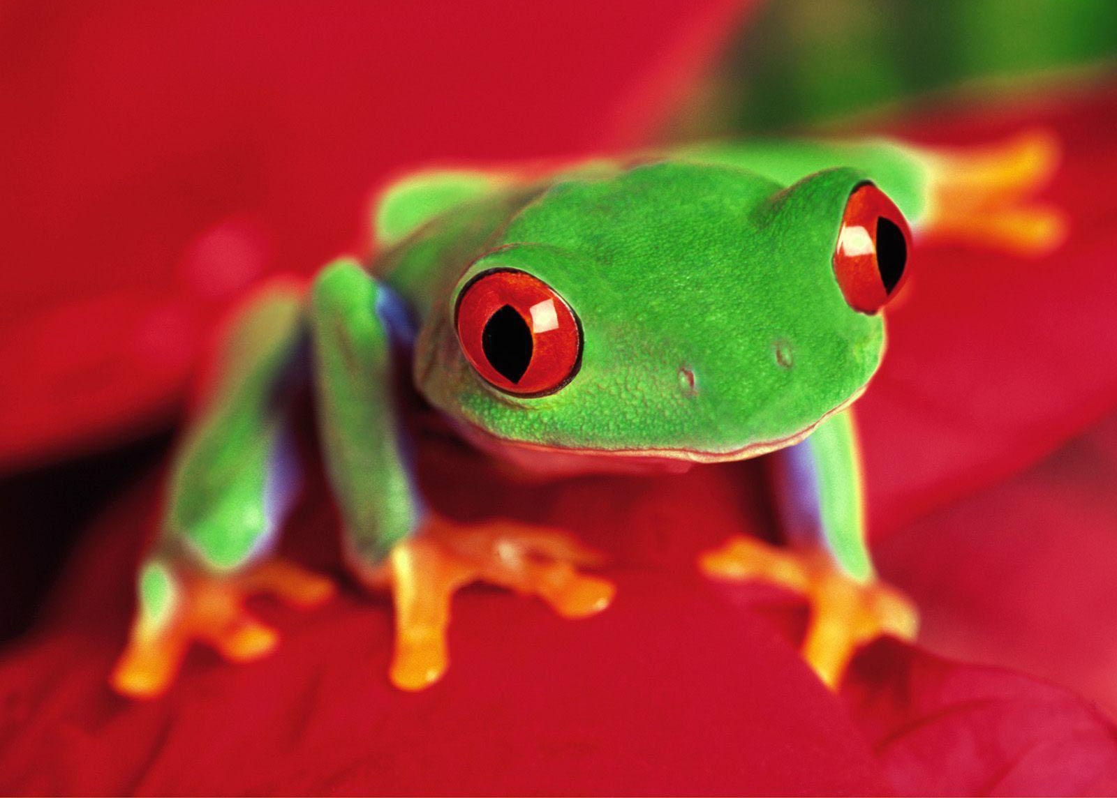 Wallpapers Box Colored Frog High Definition Wallpapers