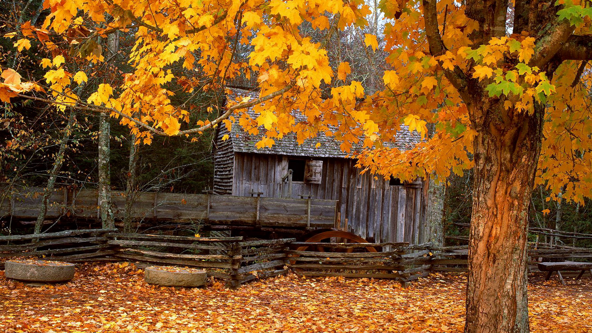 Beautiful Autumn Tree Wallpaper HD