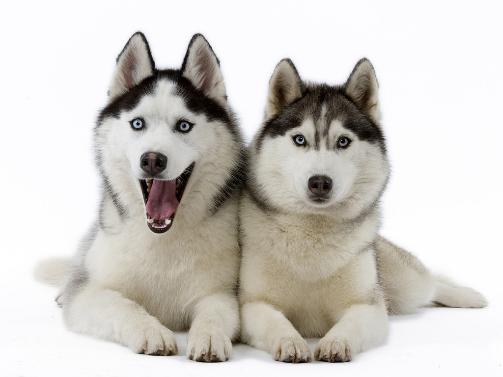 Pin Dogs Wallpaper Siberian Husky Dog For Snow Animals On