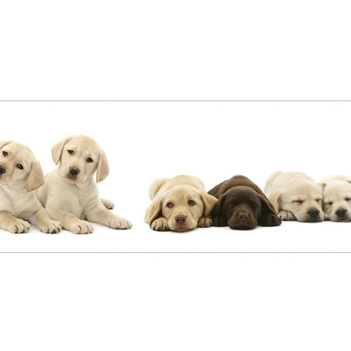 Free download Good Dog Mural Style Wallpaper Border Wayfair [500x500