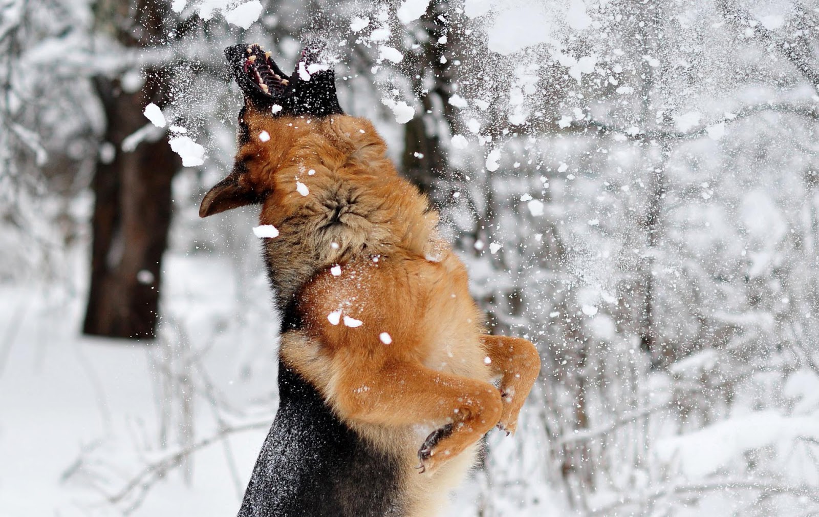 Dog Wallpaper With A German Shepherd Playing In The Snow HD Winter