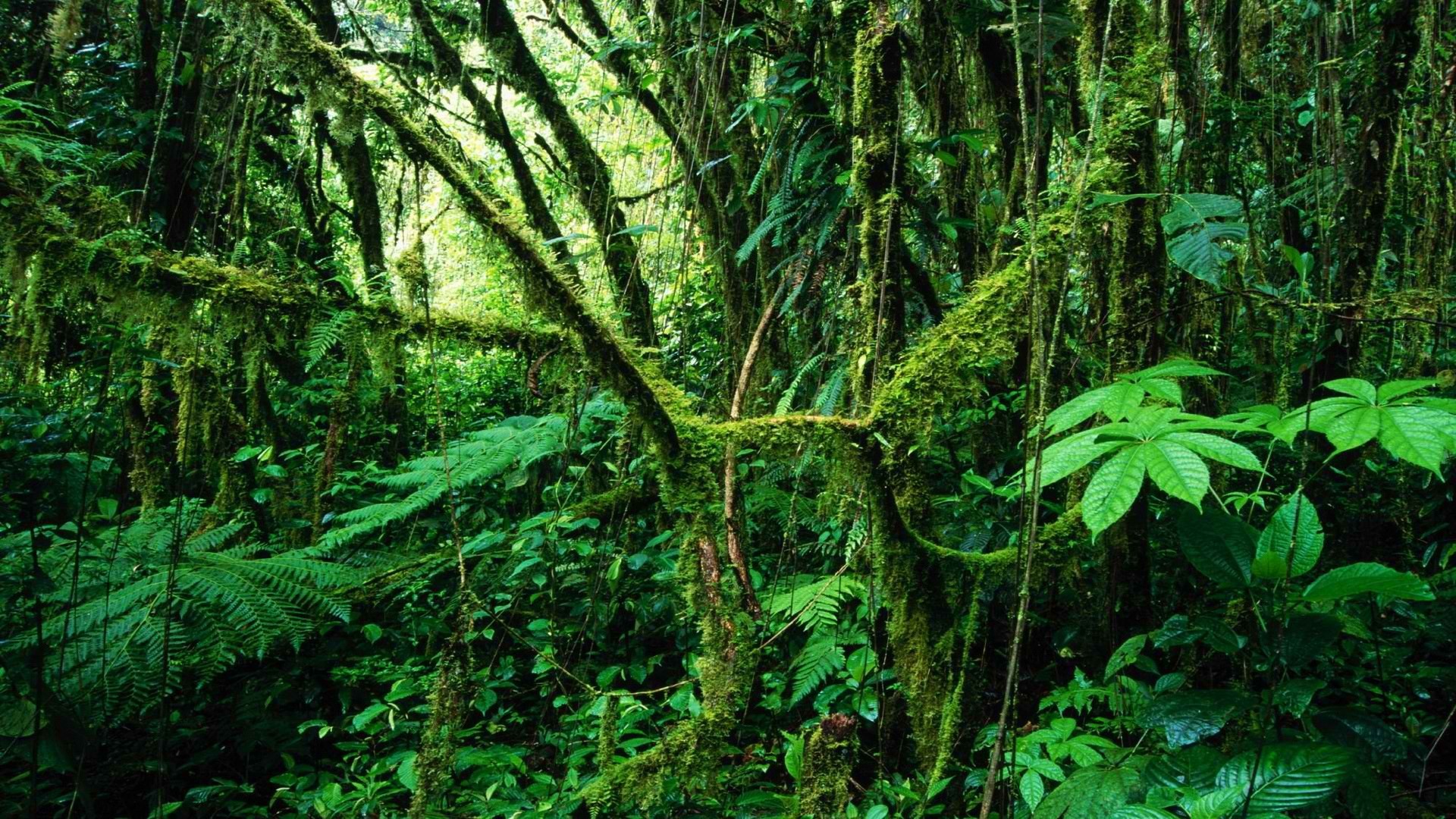 Rainforest Wallpaper For Android