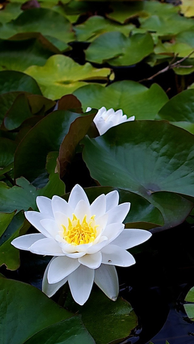 Free download home iphone 5 wallpapers flower plant white lotus flower  [640x1136] for your Desktop, Mobile & Tablet | Explore 49+ Lotus Flower  iPhone Wallpaper | Lotus Flower Wallpaper, Lotus Wallpaper, Lotus Flower  Wallpapers