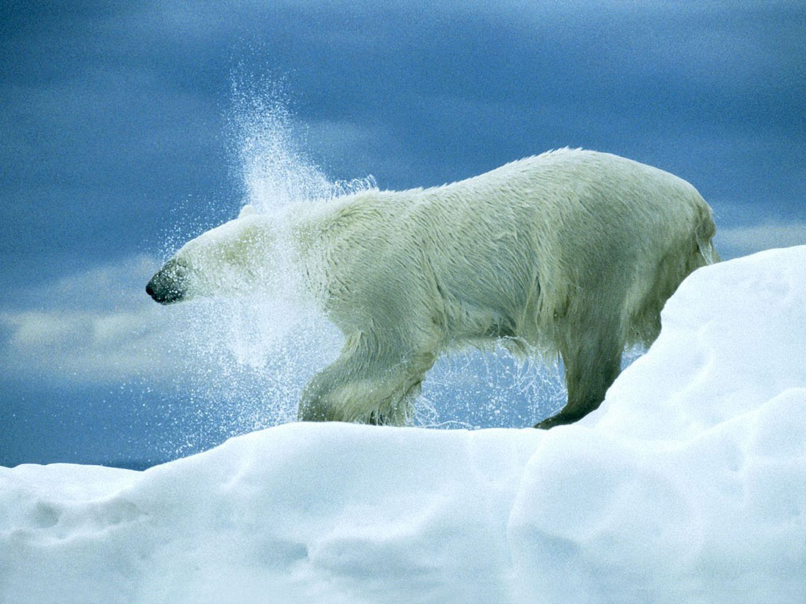Polar Bear Wallpaper Pictures