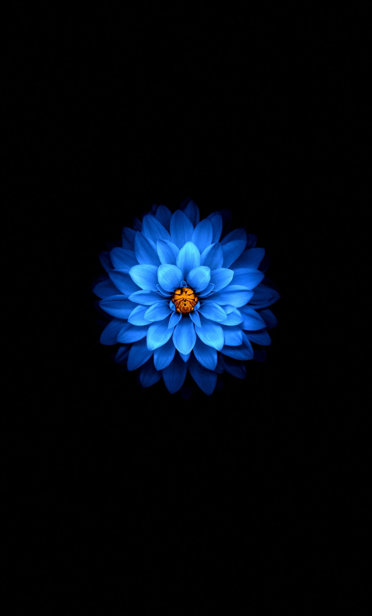 Wallpaper Blue Flower Dark Amoled iPhone