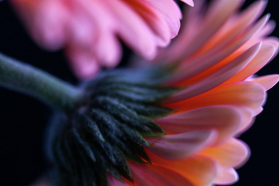 Flower Plant Beautiful Background Sophisticate Nice Nature