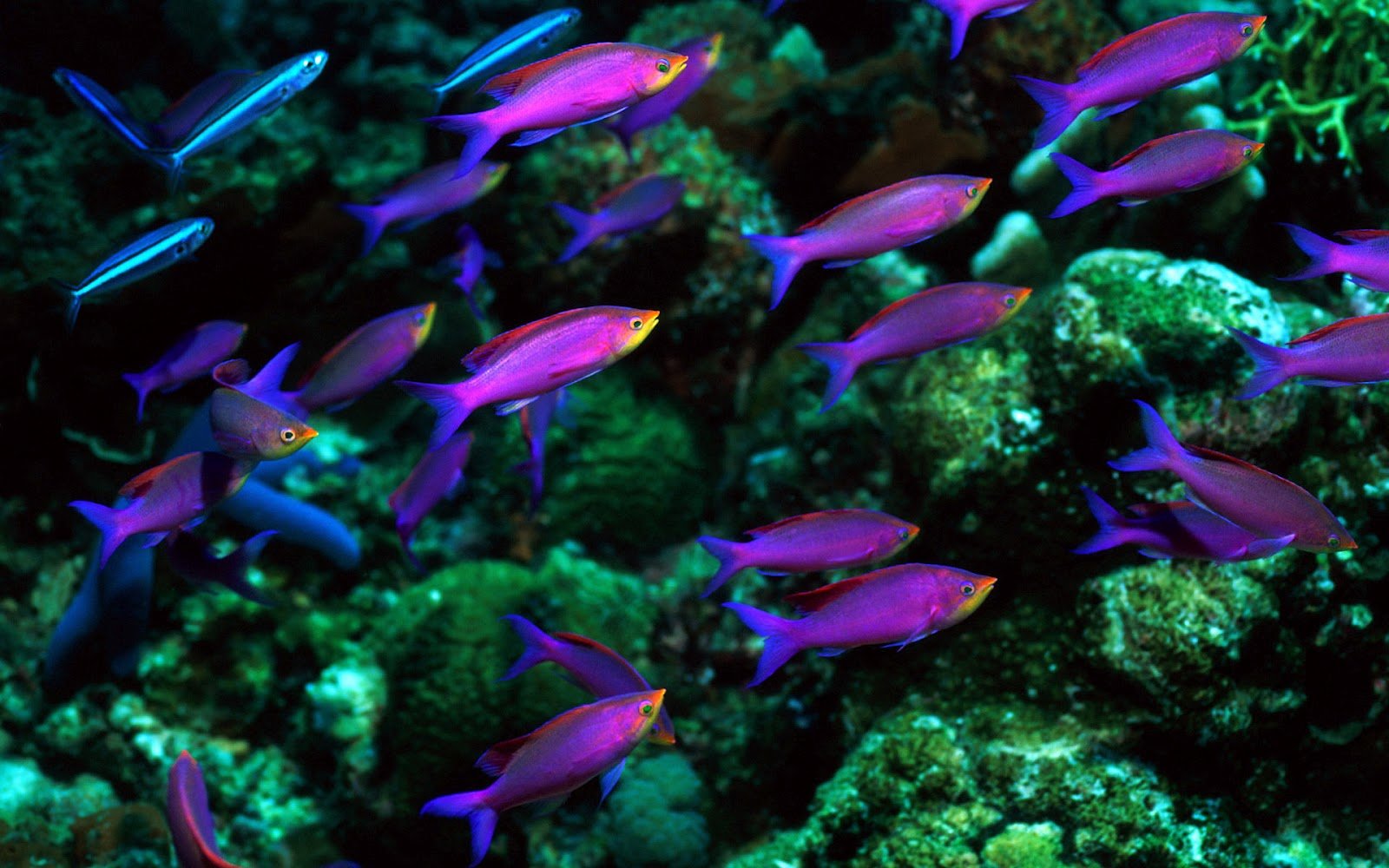 life wallpapers marine life on the seabed like fish plants animals hd