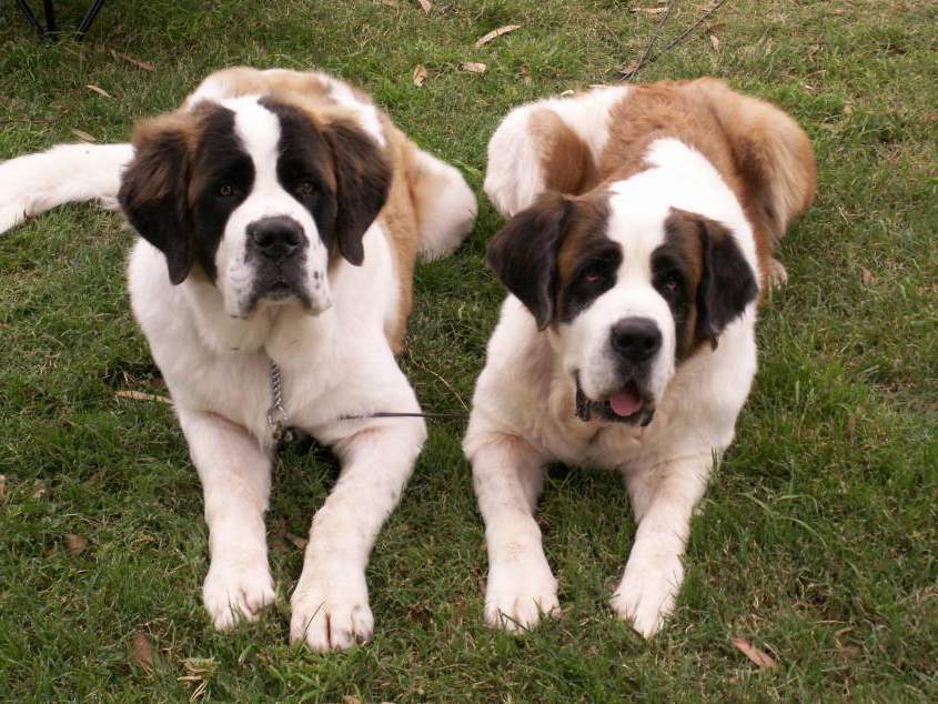 Couple Of St Bernard Dogs Lying On The Yard Puppies Wallpaper