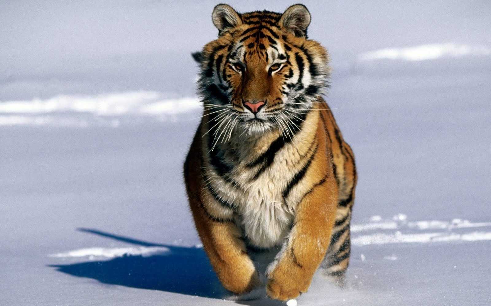 Wallpaper Best Size Tiger In Snow