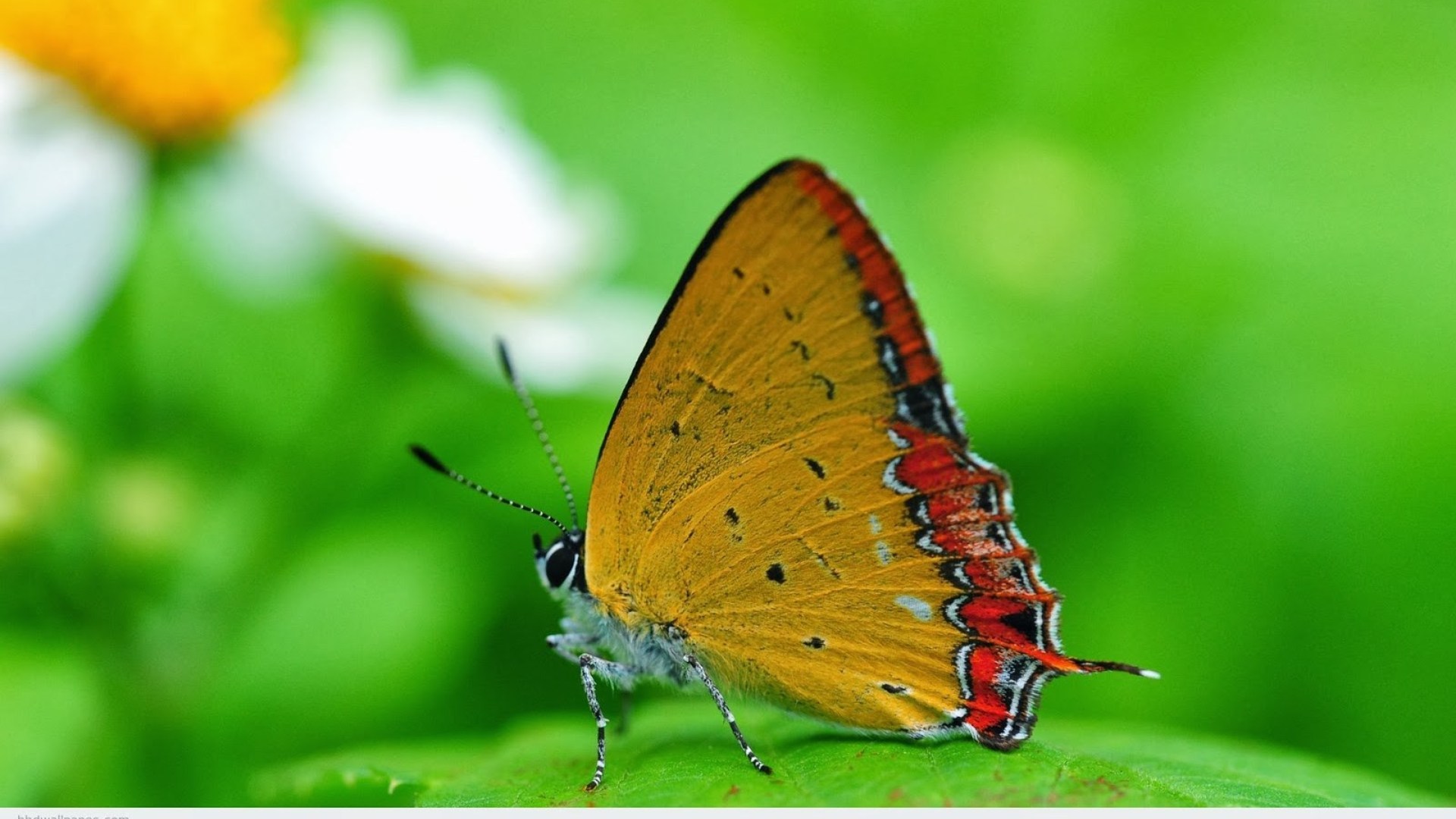 Full HD Nature Image 1080p Desktop With Macro Photo Of Butterfly