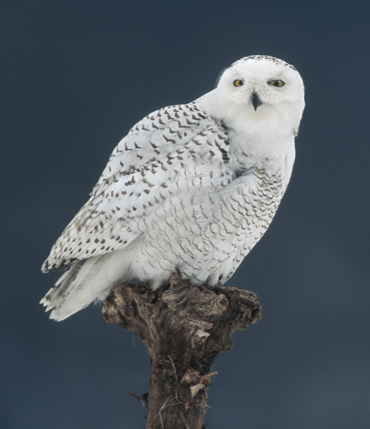 Best Snowy Owl Pictures Free Animal Wallpapers