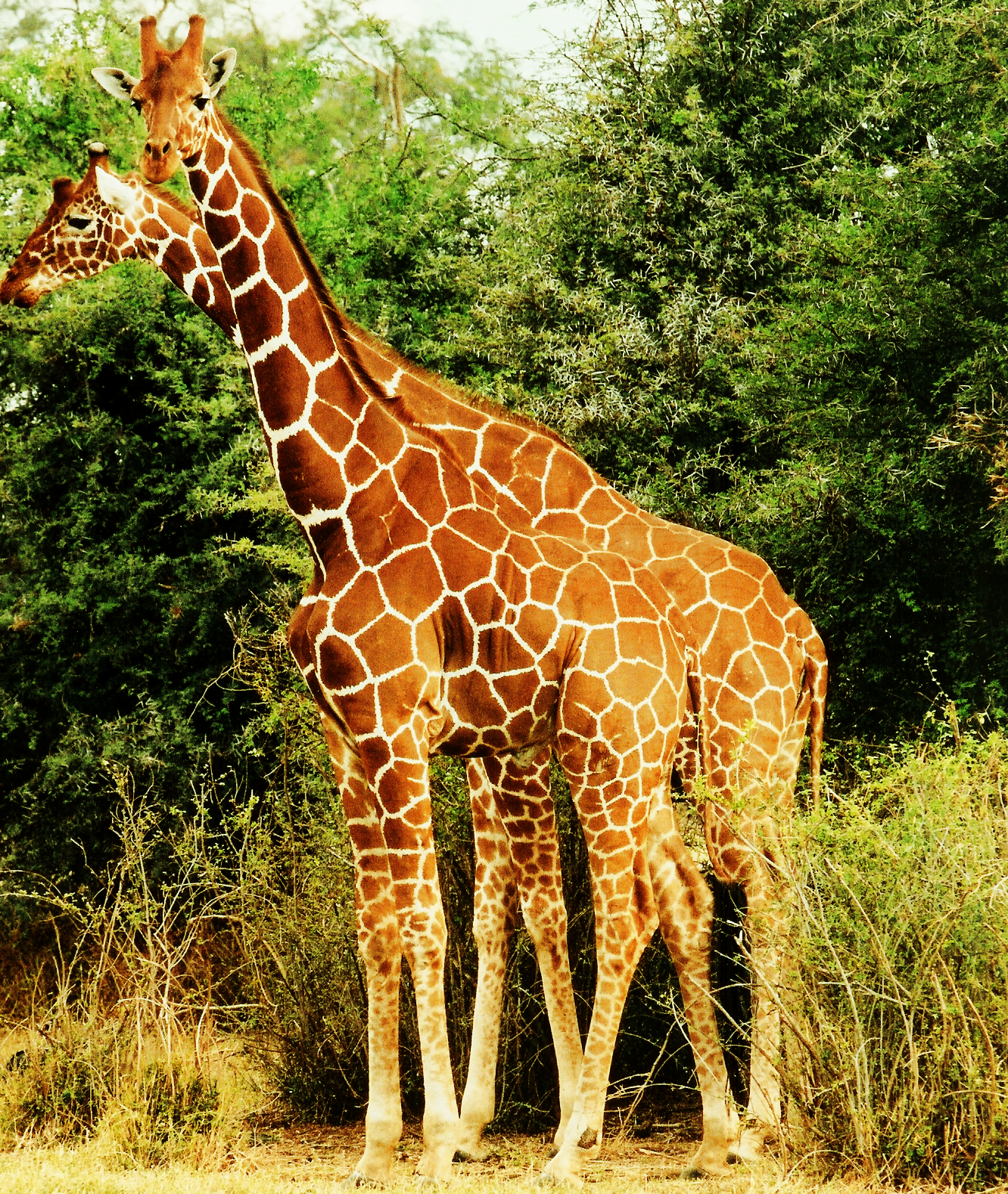 Giraffes Wallpaper For Desktop Windows Giraffe