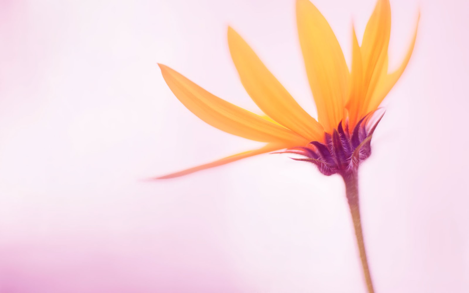 Flower Wallpapers for Windows 10 - WallpaperSafari