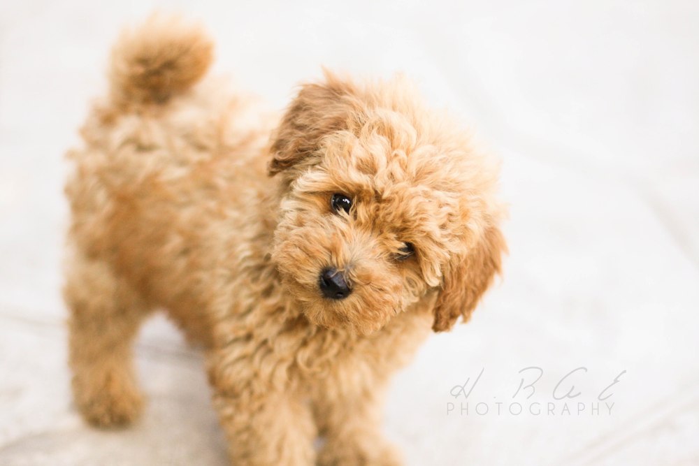 Toy Poodle Puppies Photos Cute Pictures Wallpaper