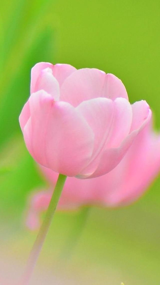 Pink Tulip Flower Macro iPhone 5s Wallpaper Bokeh