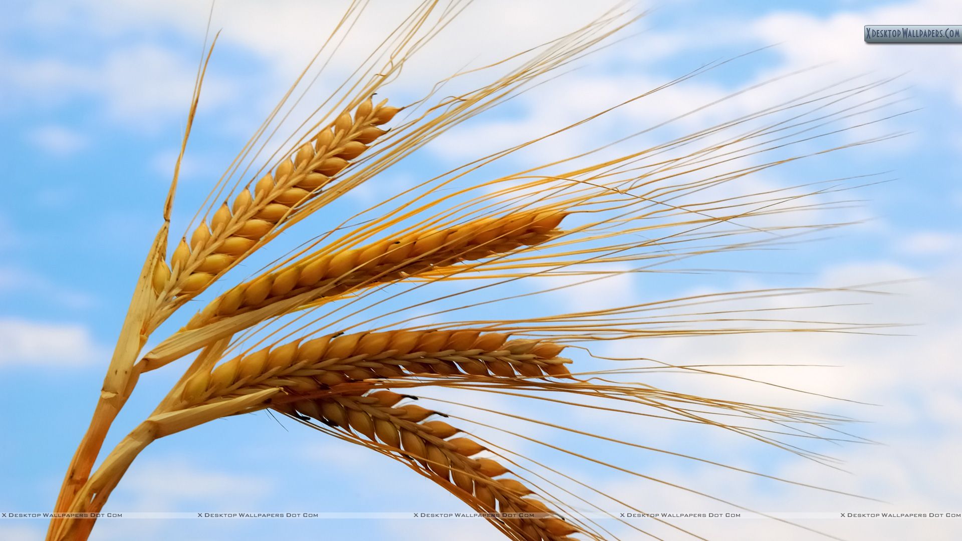 Free download Download 03 Oct 2014 View [1920x1080] for your Desktop