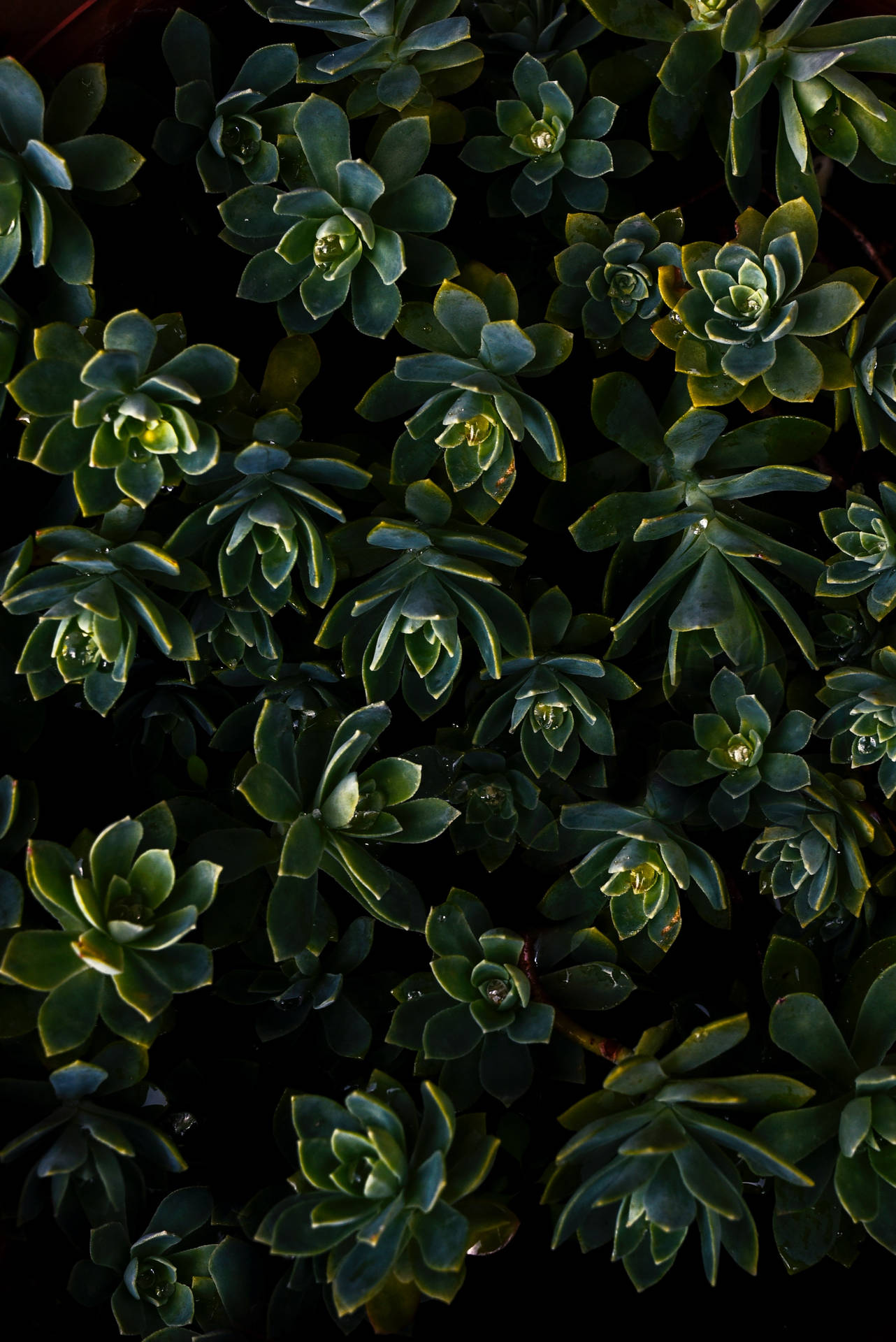 Top 4k iPhone Plus Wallpaper Full HD To Use