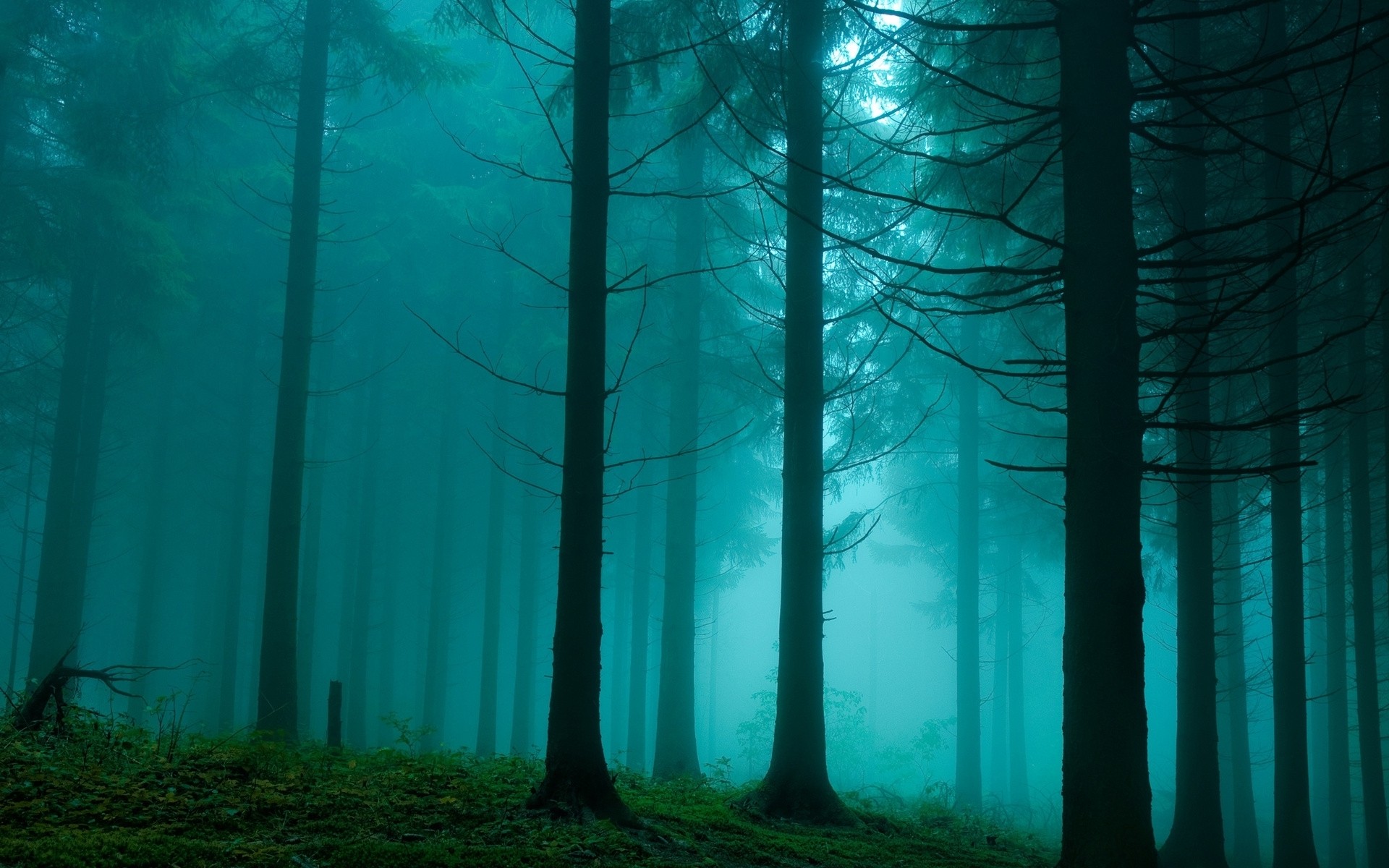 Forest Wallpaper Foggy Stock Photos