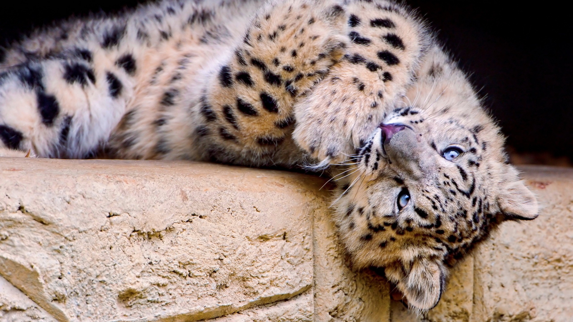 Snow Leopard Desktop Background