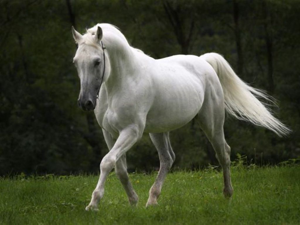 White Horse HD Wallpaper Desktop