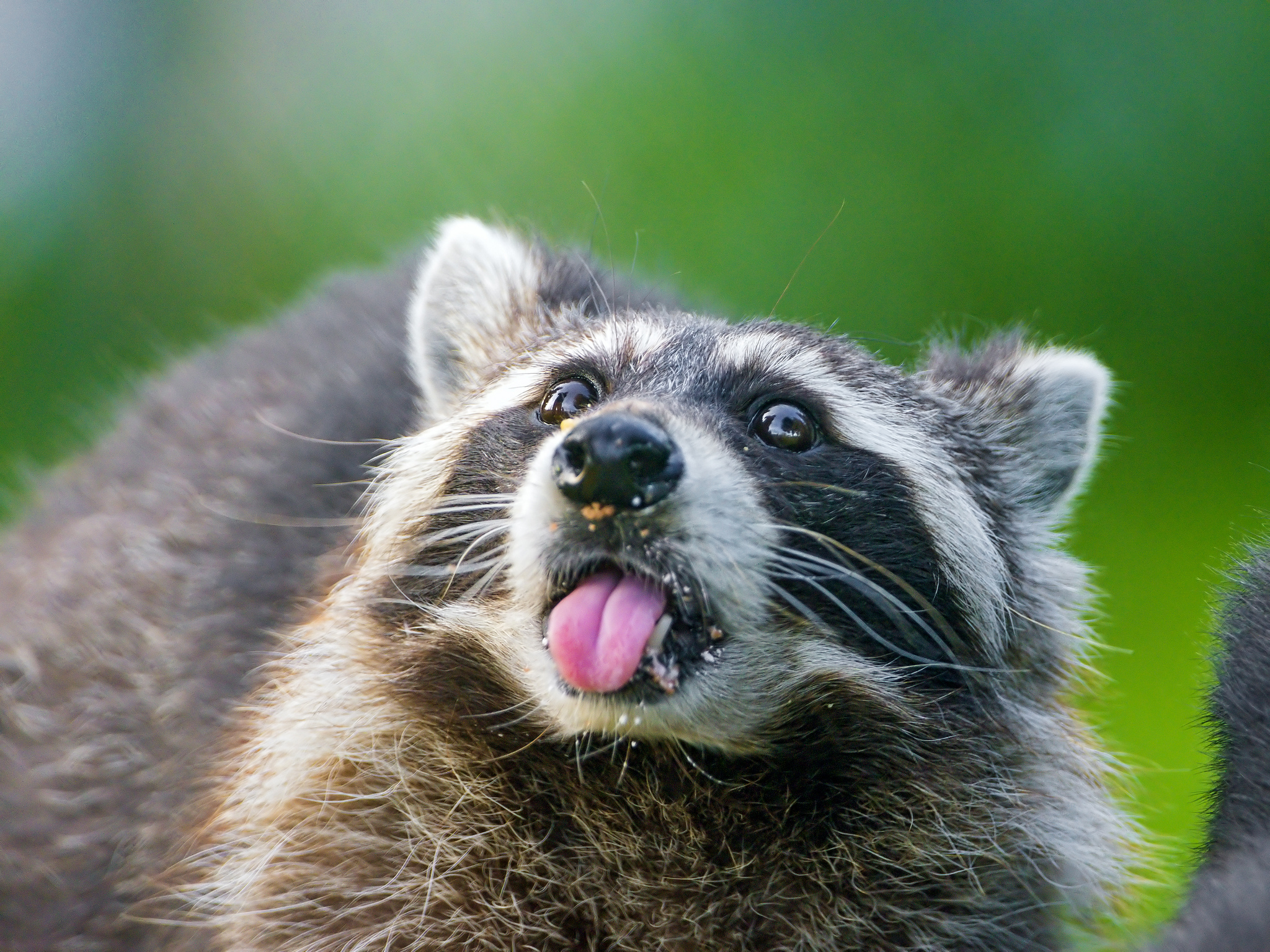 Raccoon Puter Wallpaper Desktop Background
