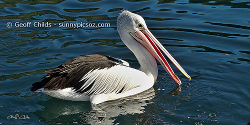 Australian Pelican Swimming Art Photo Digital And Wallpaper