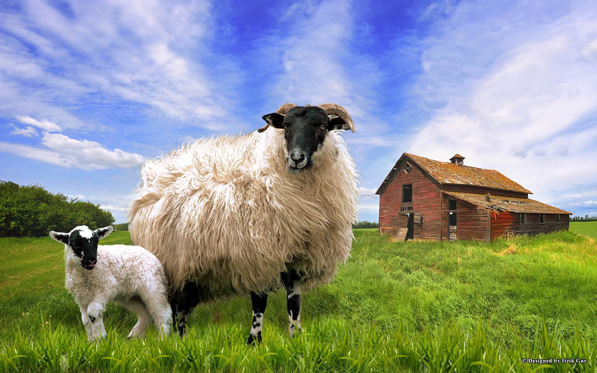 Blackface Sheep In Scheune Wiese HD Desktop Hintergrund