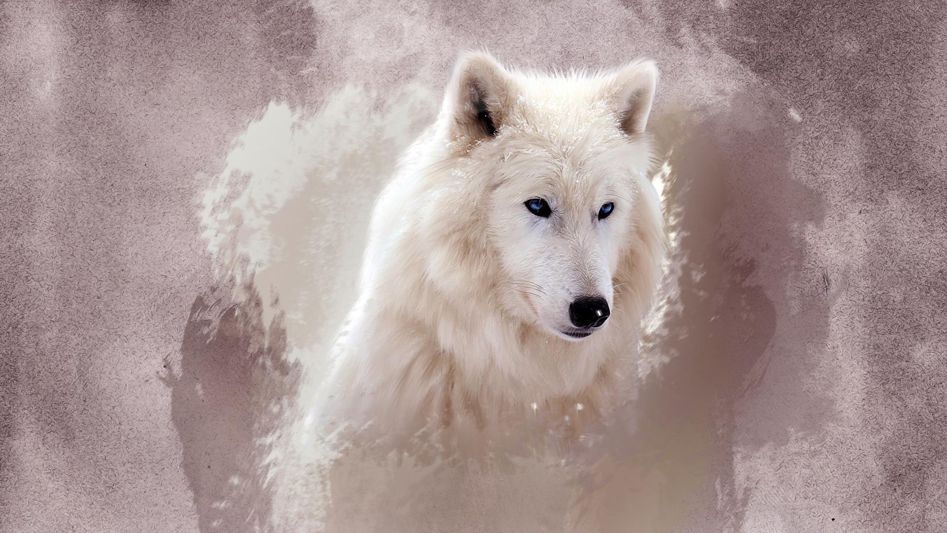 The Wolf Wallpaper HD