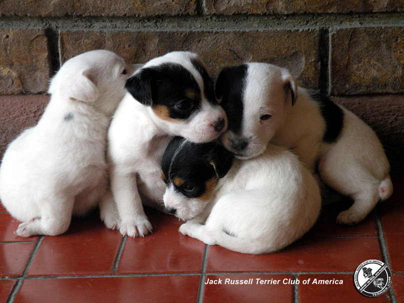 Cute Little Jack Russell Terrier Puppies Wallpaper