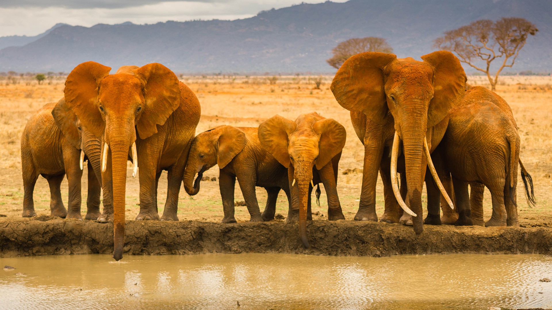 Animal African Bush Elephant HD Wallpaper