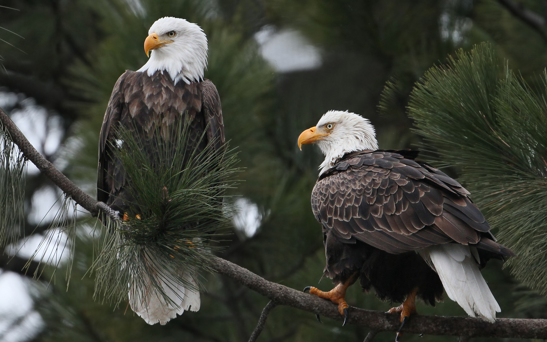 Majestic Bald Eagles Wallpaper