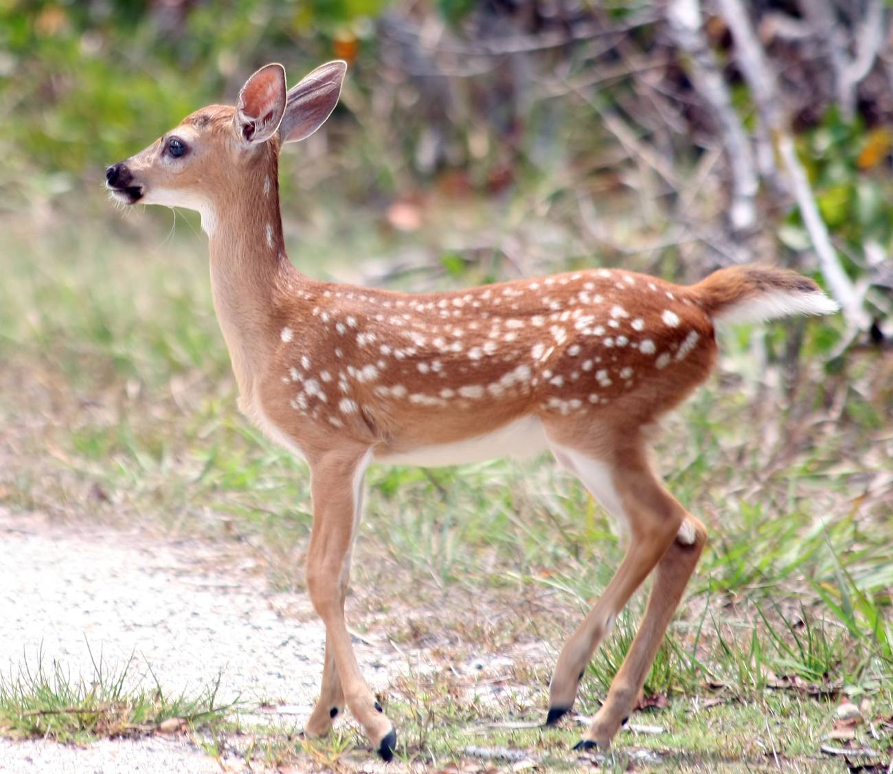 Fawn Wallpaper Animal Lovers