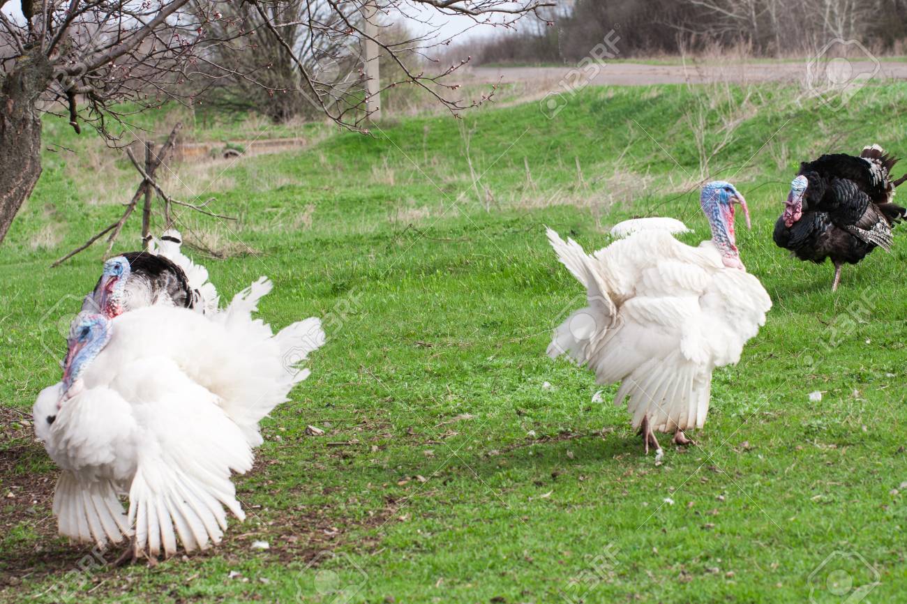 Turkey Male Or Gobbler Grazing On A Green Grass Background Stock