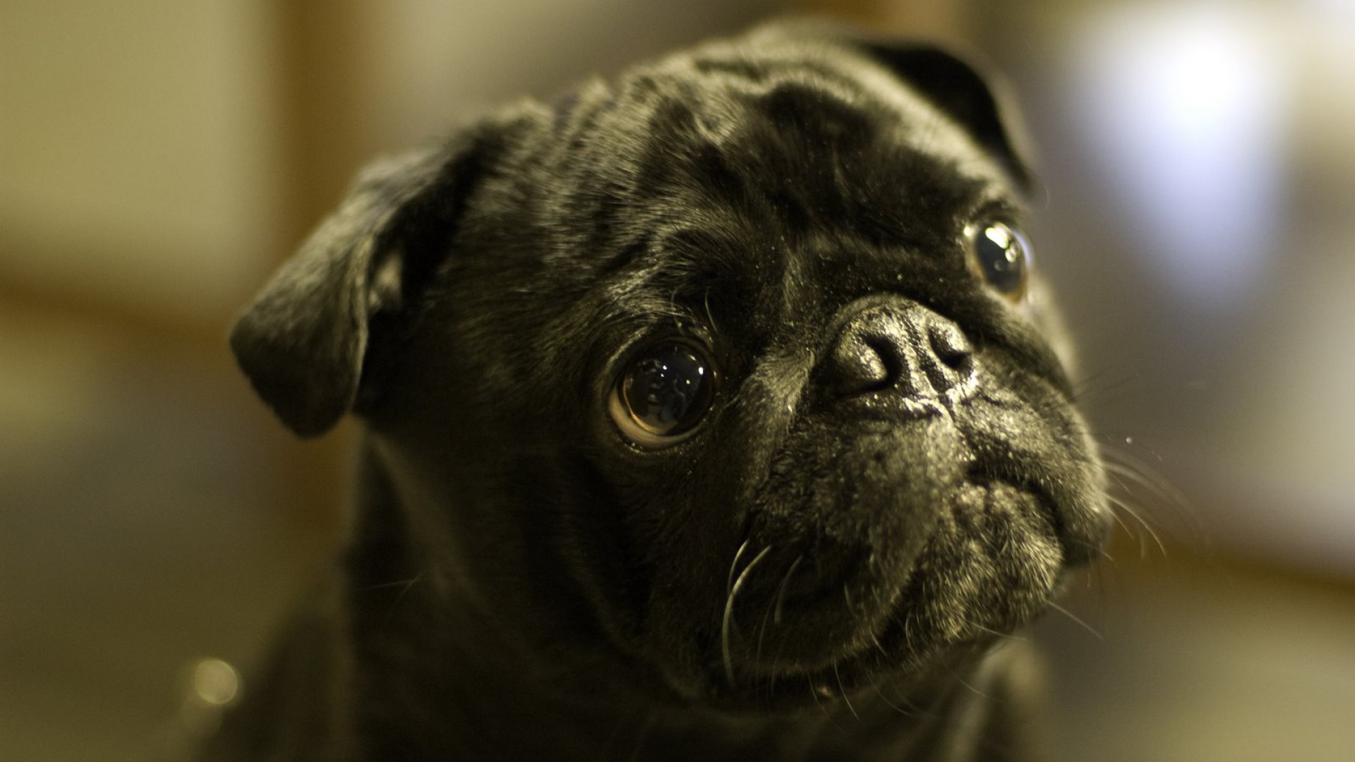 Screenheaven Pugs Cute Black Puppy Huge Eyes Desktop And