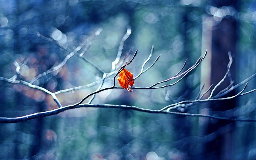 Winter Leaves Wallpaper High Definition Quality Widescreen