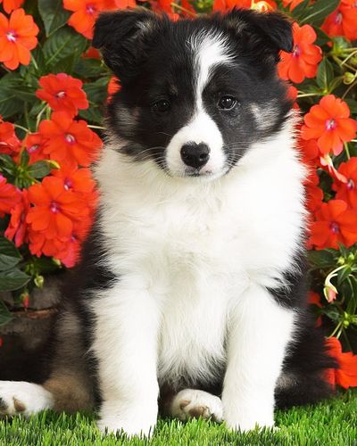 Puppy And Red Flowers Wallpaper For Nokia C1