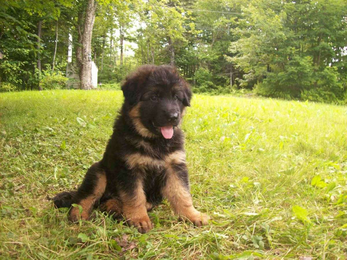 Alt German Shepherd Pics Puppy Title